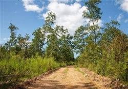 Aerial view of Missouri Borgmann’s Hollow Phase II Lot 42 in Shannon County, showing wooded 5.55-acre property.