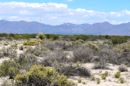 New Mexico, Luna County, 1 Acre Deming Ranchettes, Lots 4 & 5. TERMS $85/Month