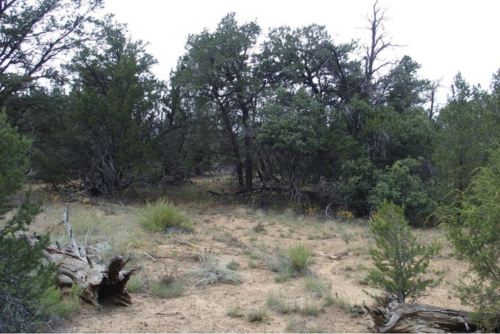 New Mexico, Cibola County, 5.00 Acres Garfield, Lot 7 Block 3. TERMS: $0 Down $276/Month