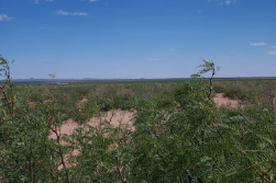 New Mexico, Luna County, Near Columbus, 20 Acre T28S R8W Sec 23 SHNWQNEQ. TERMS $218/Month
