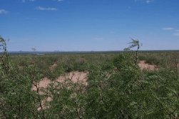 New Mexico, Luna County, Near Columbus, 20 Acre T28S R8W Sec 23 SHNWQNEQ. TERMS $218/Month
