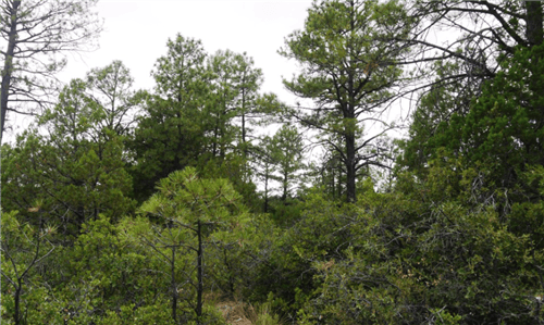 Aerial view of New Mexico Otero County Timberon Lot 20, 0.5 acres with water and electricity access, under clear blue sky.