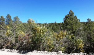 Aerial view of New Mexico Timberon lot 75 in Otero County, showing property boundaries and surrounding natural landscape.