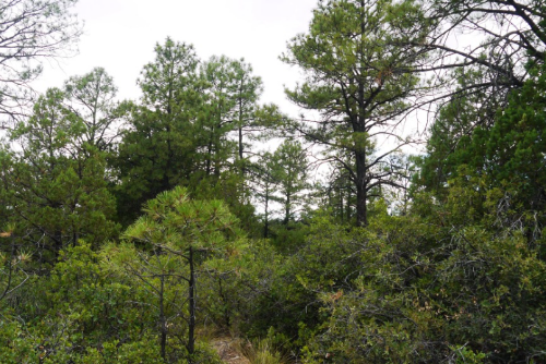 New Mexico, Otero County, 0.34 Acres Timberon, Lot 86. Water & Electricity. TERMS $79/Month