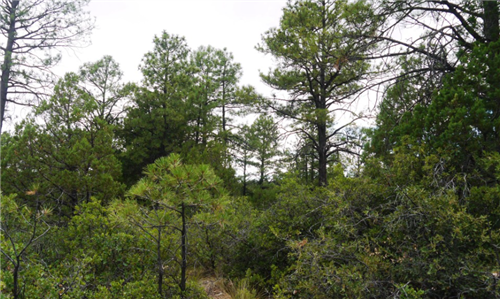 New Mexico, Otero County, 1 Acre Timberon, Lots 20 AND 21. 10% Discount Bundle. Water & Electricity. TERMS $188/Month