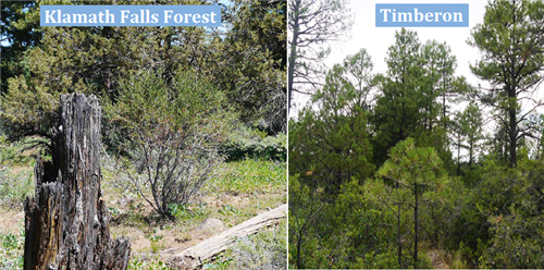 New Mexico, Otero County, 0.50 Acre Timberon, Lot 20, BUNDLED (with Falls Forest), TERMS $309/Month