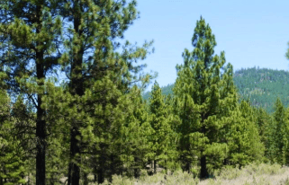Oregon, Klamath County, 40 Acres Beatty of East Willamette Meridian (2 Adjoining). TREES. TERMS $595/Month