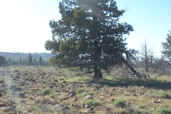 Aerial view of Oregon Pines Lot 111 in Klamath County, a large 8.75-acre parcel with lush pine trees in Oregon.