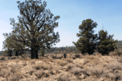 Aerial view of Oregon Pines Lots 7 and 8 in Klamath County, Oregon, showing wooded 3.18-acre adjoining land parcels.