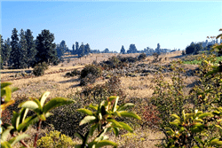 Oregon, Klamath County, 0.31 Acres Oregon Shores Lot 41, Block 28 Unit 2, Electricity. HUGE VIEWS. TERMS $209/Month
