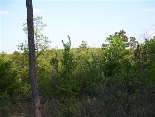 Oklahoma, Latimer County, 5 Acre Pine Mountain Ranch. TERMS $185/Month