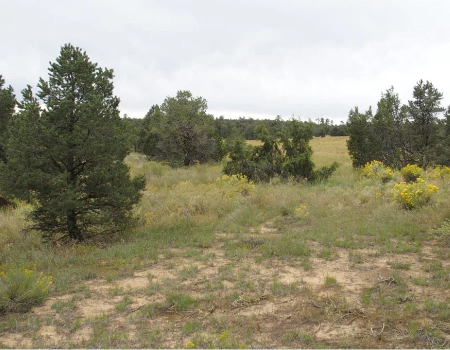 New Mexico, Cibola County, 5.00 Acres Garfield, Lot 1 Block 7. TERMS $298/Month