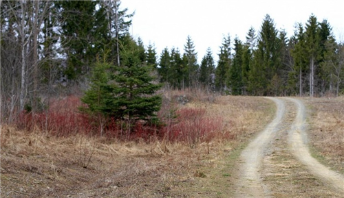 Maine, Aroostook County, 3.91 Acres Sunrise Estates, Electricity. TERMS $149/Month