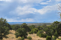 New Mexico, Catron County, 11.64 Acres Ponderosa Views  Unit 1 Lot 4.   TERMS $472/Month