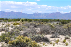 New Mexico, Luna County, 10 Acre Deming Ranchettes, T26s, R9W,  Section 1, NEQSEQNWQ. TERMS $175/Month
