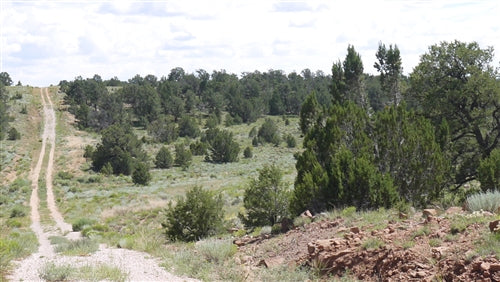 New Mexico, Cibola County, 2.53 Acres Pine Meadows, Lot 650 Unit 4. TERMS $0 Down $83/Month