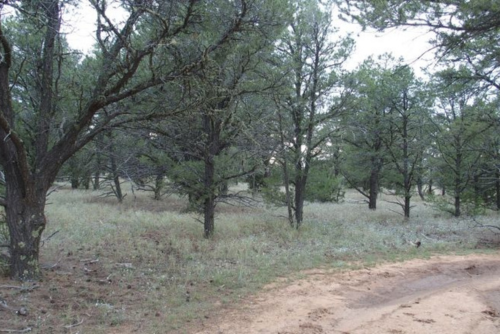 New Mexico, Cibola County, 5.08 Acres Tierra Verde, Lot 81 Unit 6. TERMS $296/Month