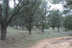 New Mexico, Cibola County, 5.08 Acres Tierra Verde, Lot 81 Unit 6. TERMS $226/Month