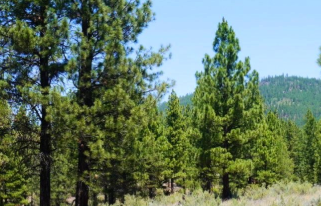 Oregon, Klamath  County, 40 Acres Beatty of East Willamette Meridian (2 Adjoining). TREES. TERMS $595/Month