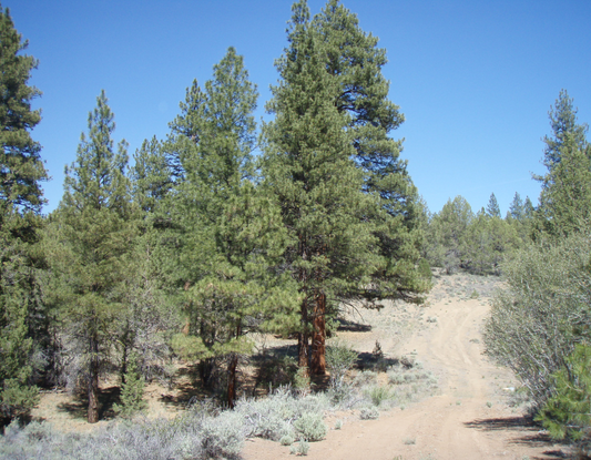 Aerial view of 1.53-acre Oregon Klamath County Sprague River Valley lot 13, block 24, with surrounding landscape and trees.