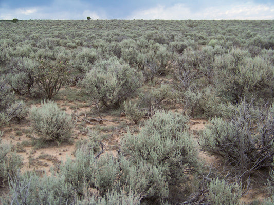 Mesa Hills Lot 11, 2.31 acres on Black Mesa, Rio Arriba County, New Mexico