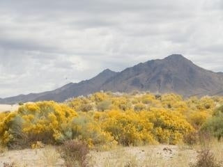Nevada, Humboldt County, 37.67 Acres Near Winnemucca. Cash Deal.