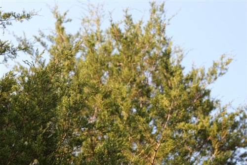 Oklahoma, Pushmataha County,6.08 Acres Lake View Ranch. TERMS $250/Month