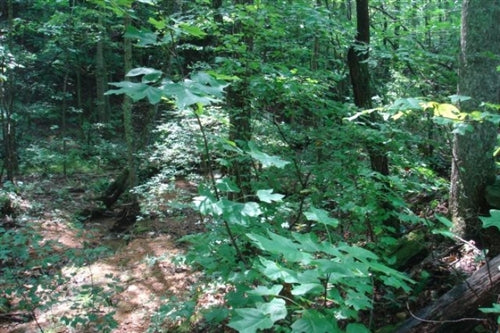 Tennessee, Wayne County, 6.52  Acre Sugartree Falls.