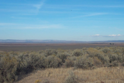 Texas, Presidio County, 80 Acres Presidio,  East 1/2 of the NW1/4 of T&P Ry. Co. Survey, Section 7, Block 1.  TERMS $472/Month