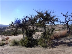 Texas, Culberson County, 32 Acres. TERMS $270/Month